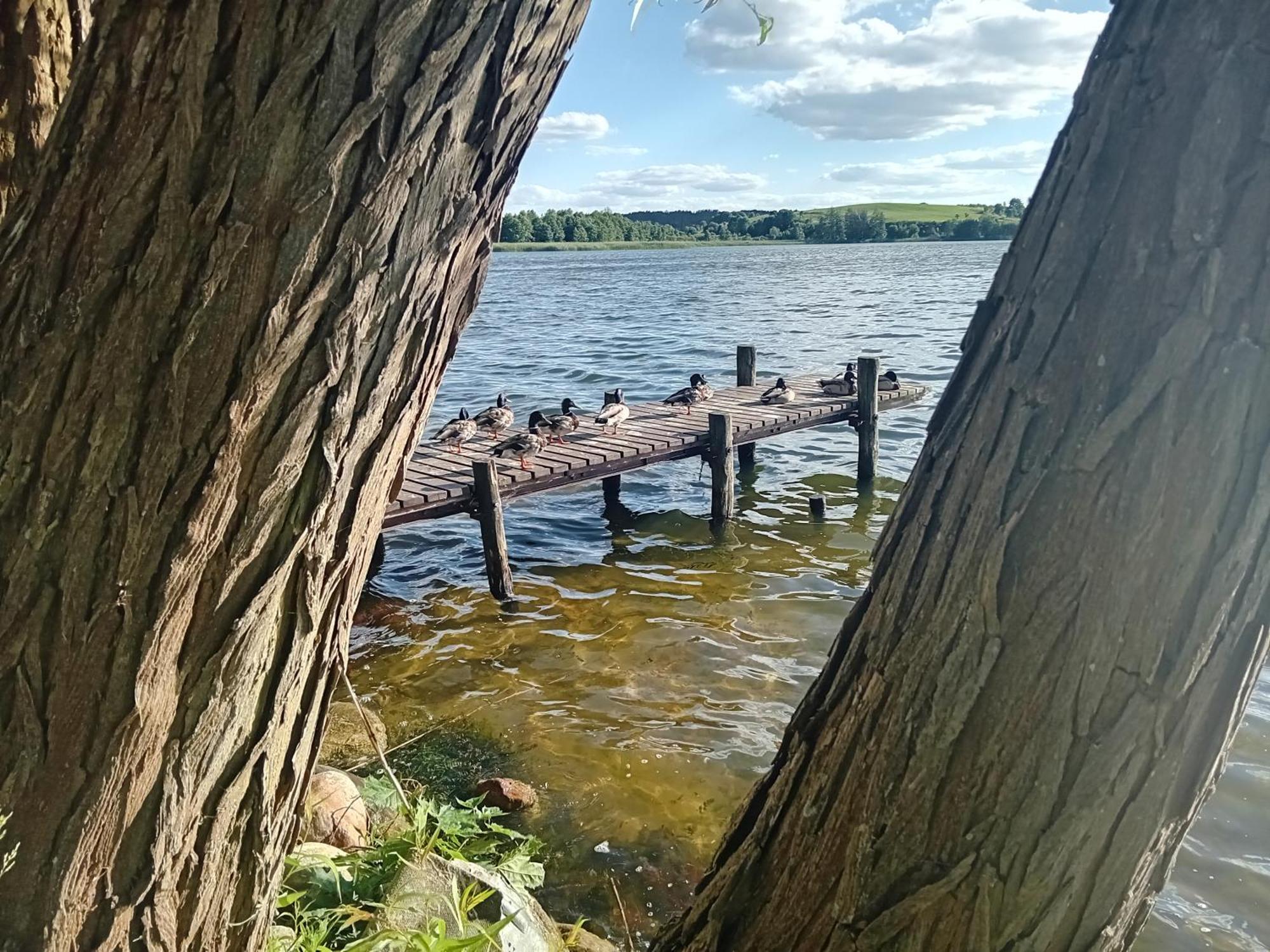 Pokoje Goscinne Sloneczny Klon Dabrowno Exterior foto